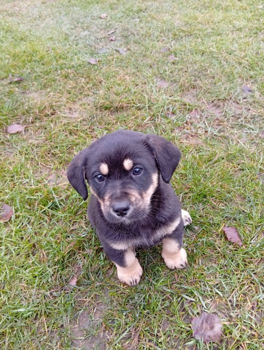 Oddam pieski za darmo,