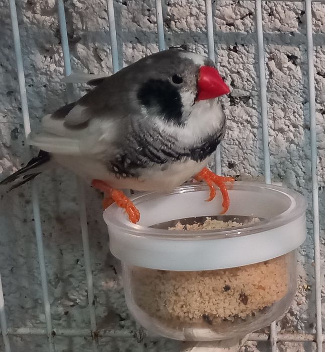 Vários mandarins de várias mutações.