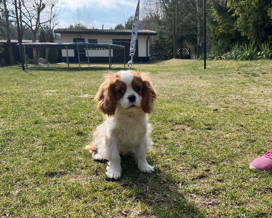 Piesek Cavalier King Charles Spaniel FCI