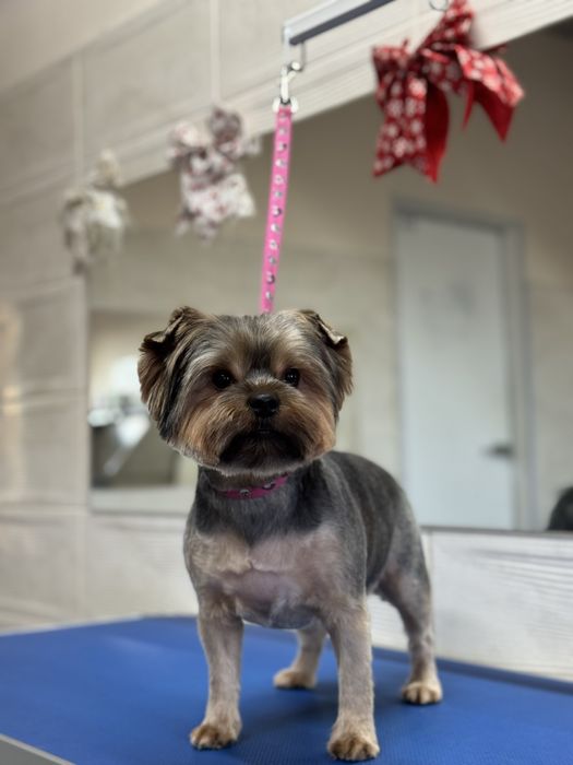 Грумінг на вул. Стеценка, район Берковець