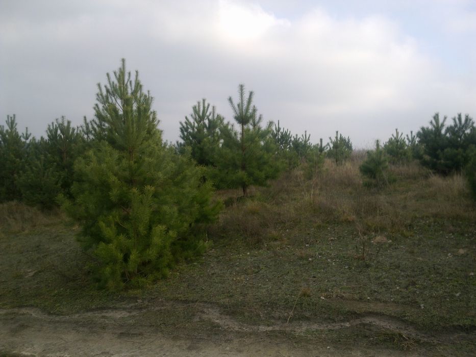 Продаж ділянки 6.4га с.Гуровщина,забудова - Вид 4