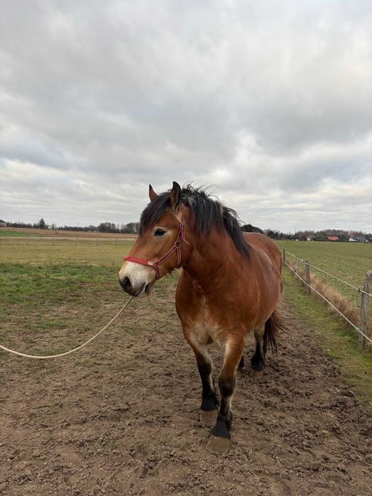 Źrebica zimnokrwista