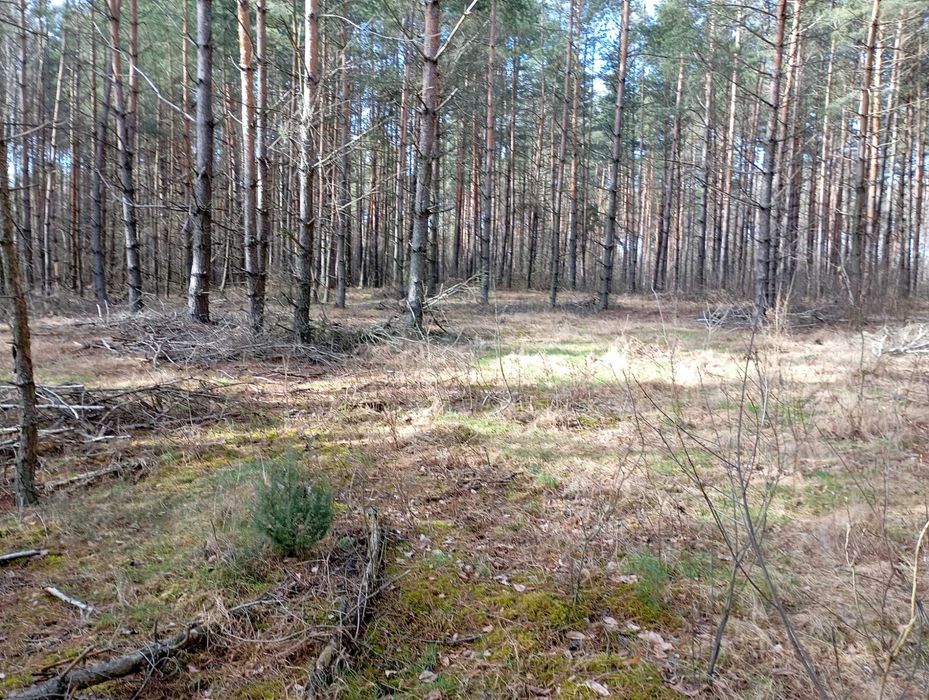 Działka, las i WARUNKI ZABUDOWY, Moszczona Pańska