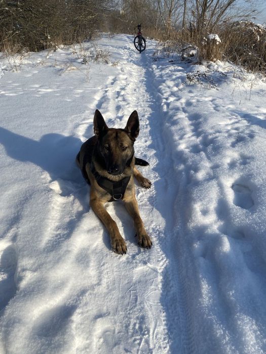 Вʼязка Малінуа Бельгійська овчарка
