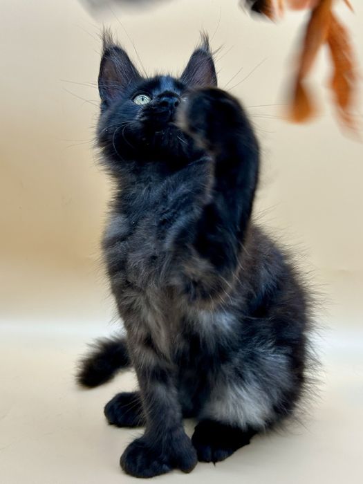 Мейн кун девченка полидакт