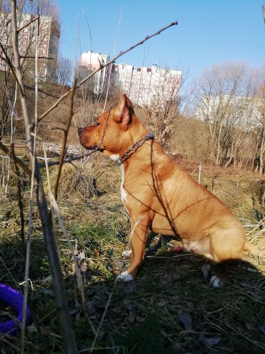 АСТ для вязки. ККУ