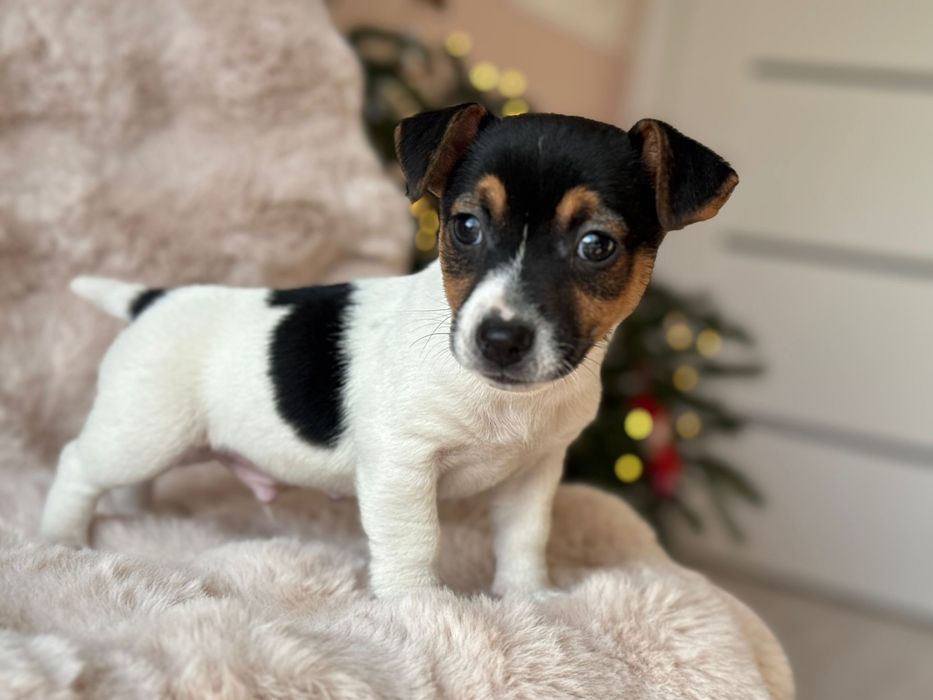 Jack Russell Terrier - piesek :)