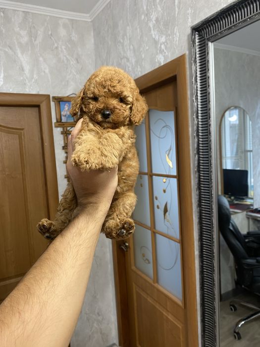 Чудові цуценята мальтіпу