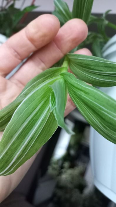 Традесканції різні