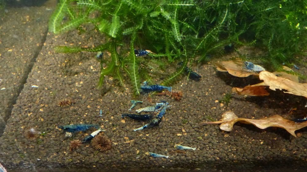 krewetki caridina po selekcji: steel, mosura, pinto.