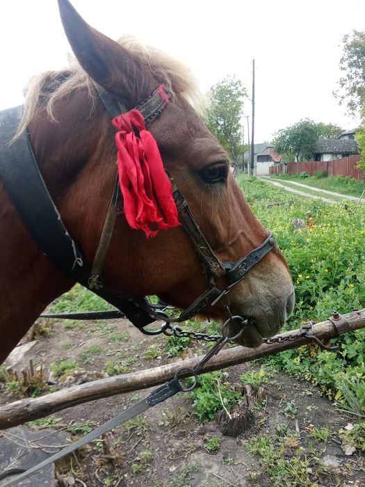 Продам кобилу  гарна висока