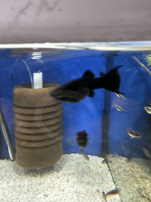 Molinezja czarna ksiezycowa od Max Zoo