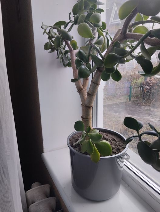 Кімнатні рослини в горщиках.