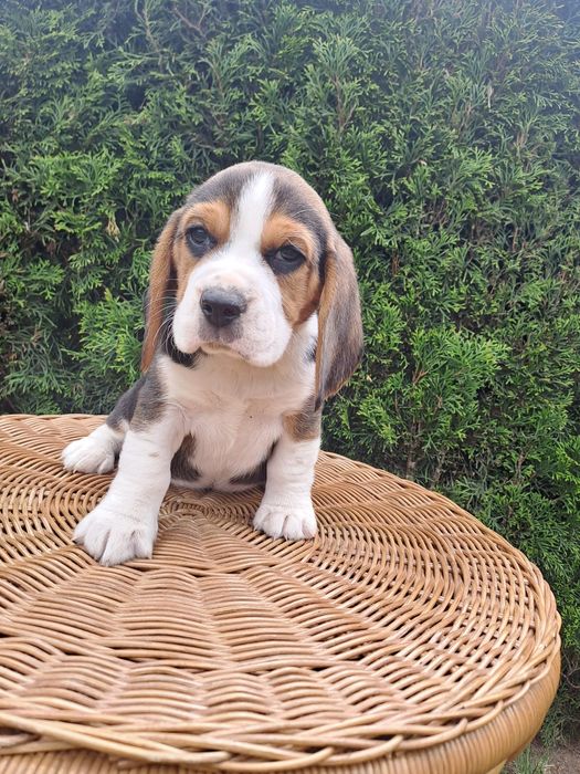 Śliczny piesek beagle z rodowodem.