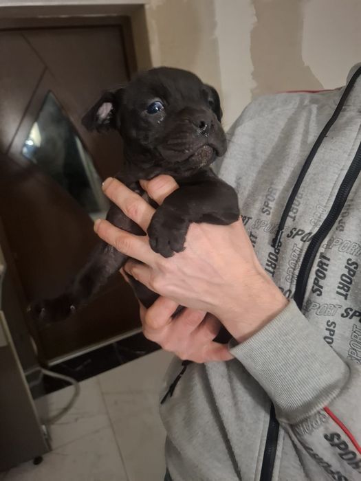 Szczeniaki do oddania