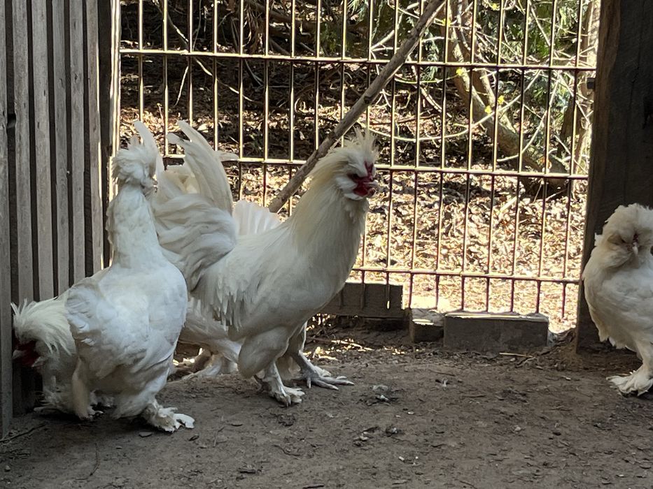 Sułtan-jaja lęgowe