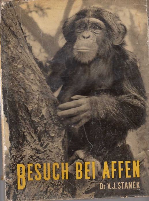 małpy małpa Besuch Bei Affen Stanek