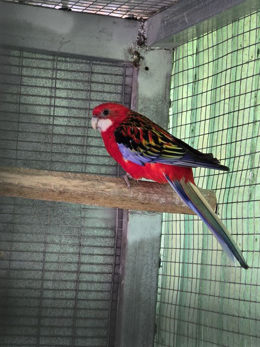 Ring necks e roselas eximius