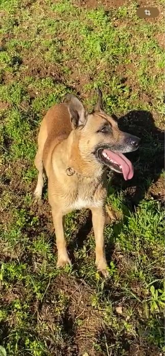 Dou Cão Pastor Belga