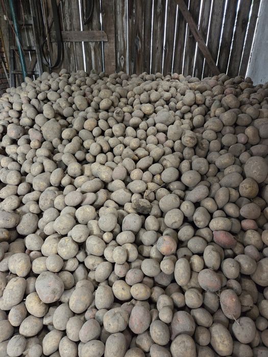 Ziemniaki wielkości sadzeniaka Tajfun oraz Bellarosa