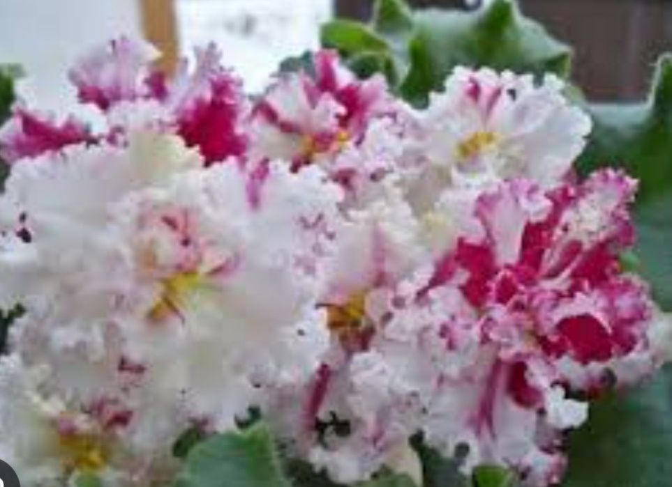 Продам детку фиалку 