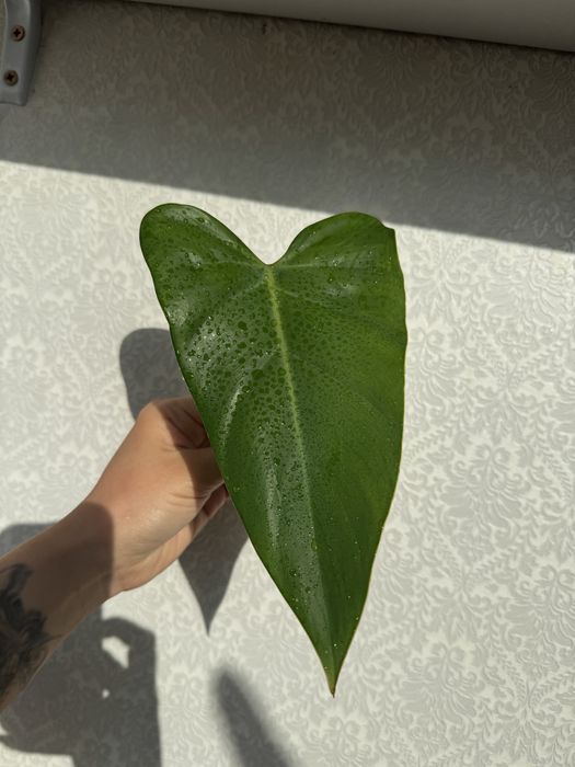 Филодендрон краснеющий