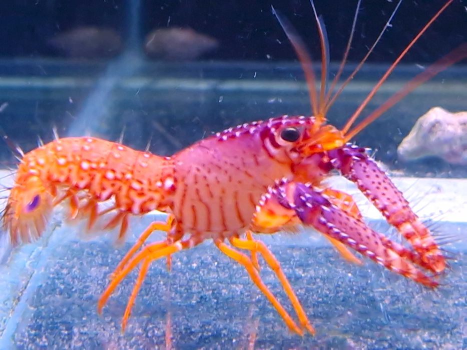 Homar rafowy Enoplometopus debelius Akwarystyka Morska Poznań