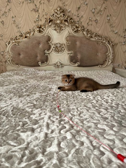 Шотландський висловухий хлопчик золота шиншила; Шотландські кошенята