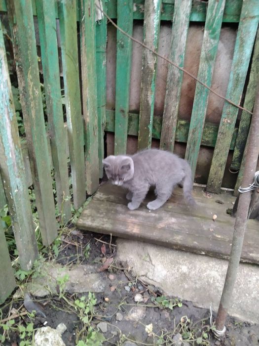 Киці в добрі руки