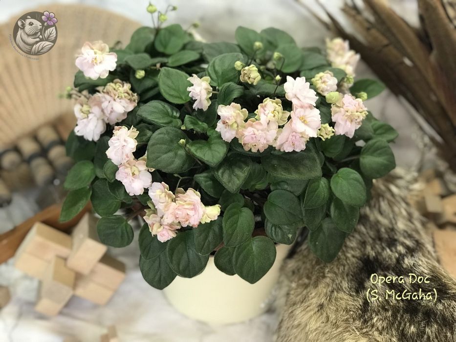 Сортові фіалки трейлери /  сортовые фиалки / фиалка