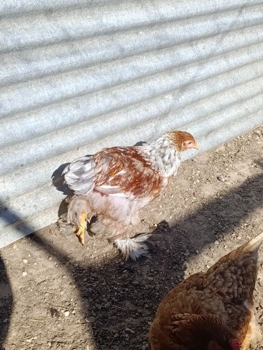 Galo Brahma perdiz splash