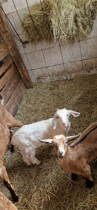 Kozka i koziol  z lutego