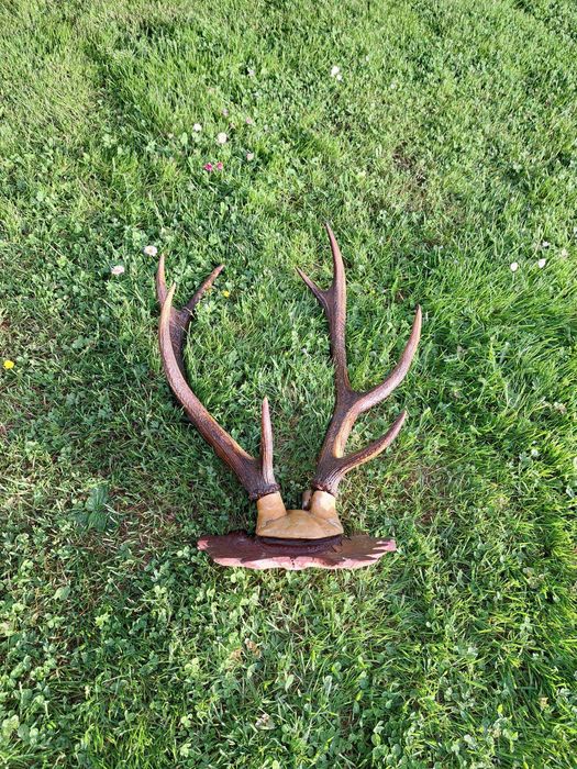 Poroże jelenia do powieszenia