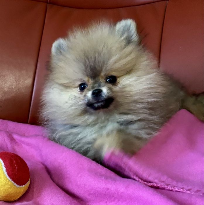 Szpic miniaturowy pomeranian