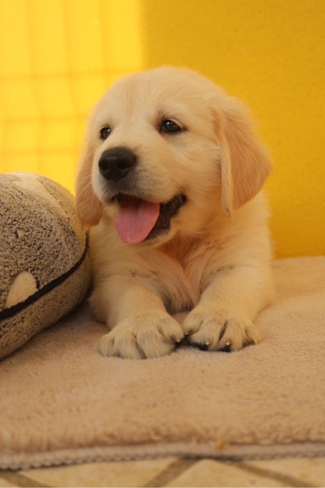 Golden Retriever