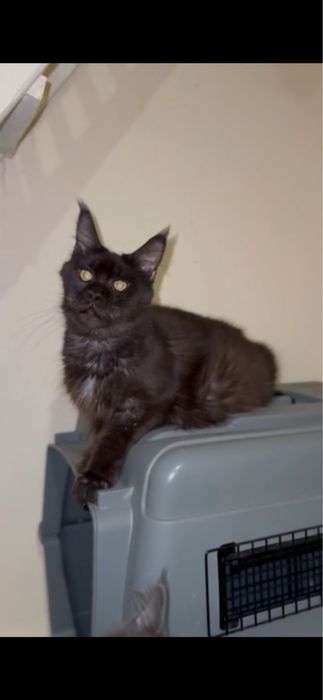 Мейн-кун дівчинка виводиться з розведення