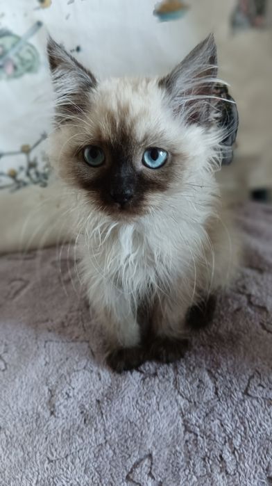 Невська маскарадна дівчинка 2,5 міс