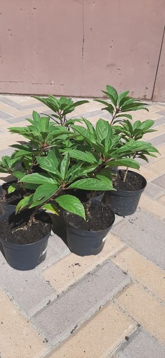 Гортензія волотиста Living Little Blossom