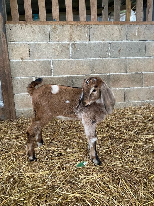 Cabritos Anglo Nubianos puros (para sair em Março)