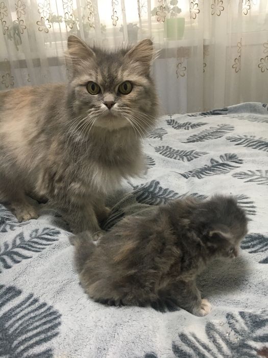 Отдам в добрые руки