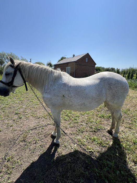 продам робочу кобилу