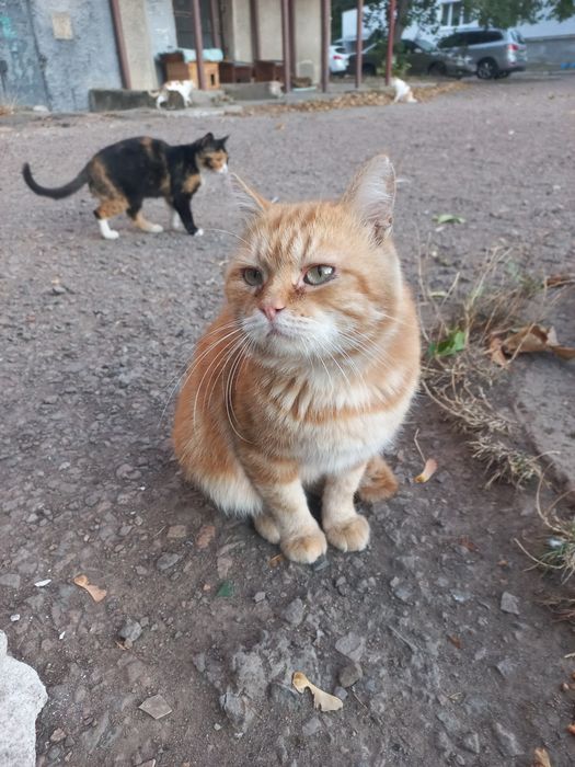 Котик Рижик шукає родину
