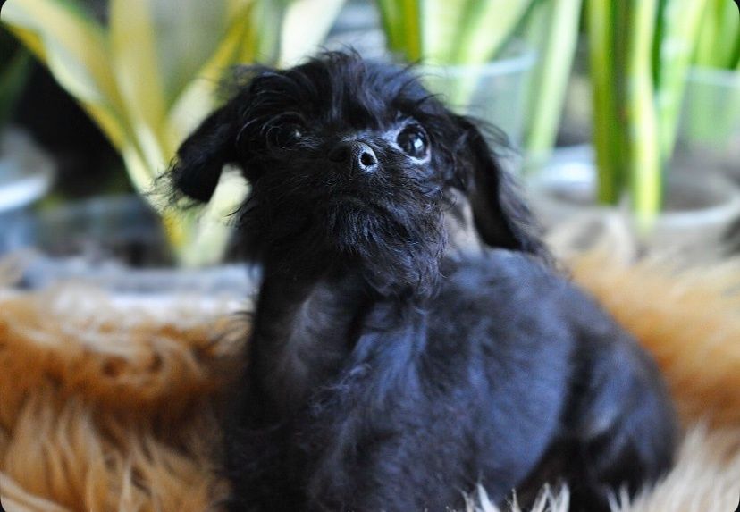 Той-пуделя хлопчик