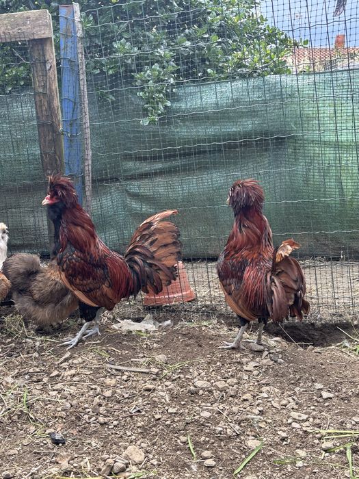 Galos paduana muito bonitos