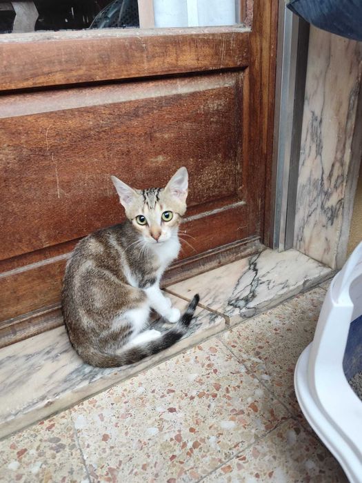 Gata bebé para adoção consciente