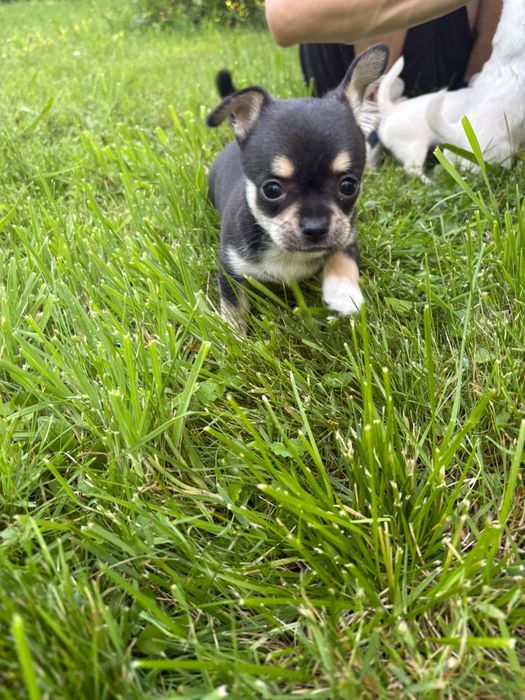 Chihuahua maleńki piesek