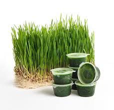 Витграсс, соковыжималка для бизнеса