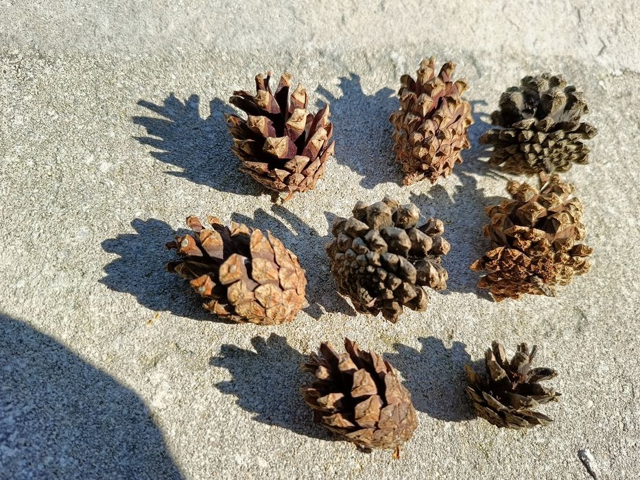 Sosna zwyczajna szyszki małe 500 sztuk