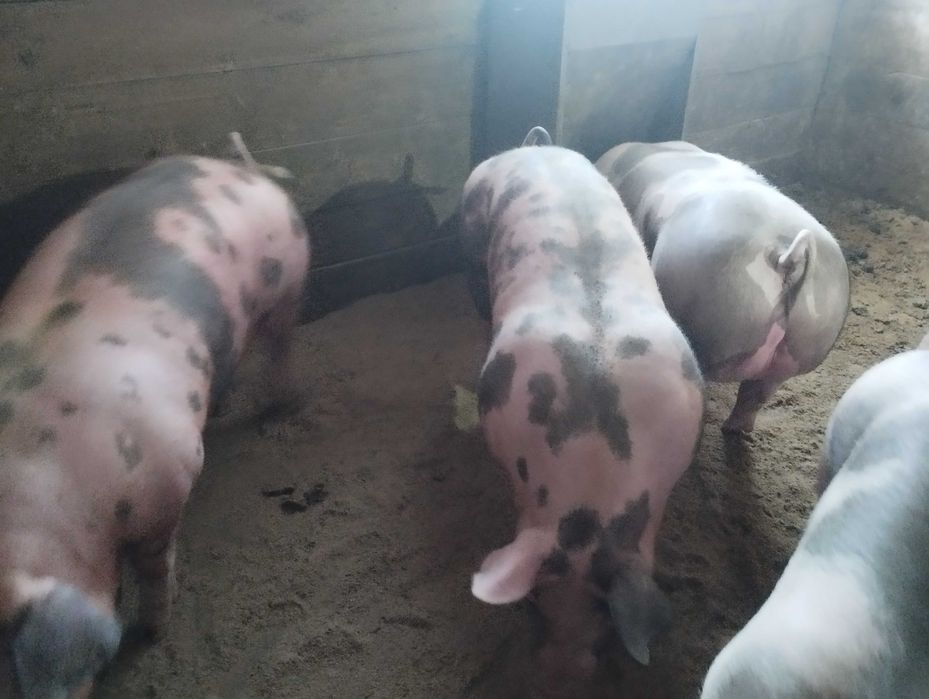 Продам свиней живою вагою