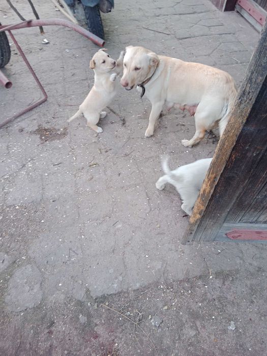 Oddam za darmo pieski